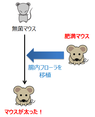 腸内細菌が移ると肥満も移る