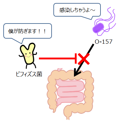 ビフィズス菌がO-157の感染を予防