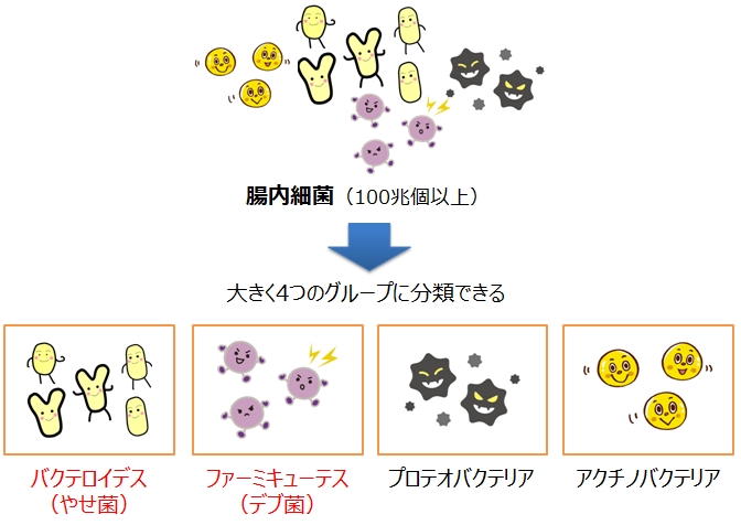 腸内細菌の「門」レベルでの分類
