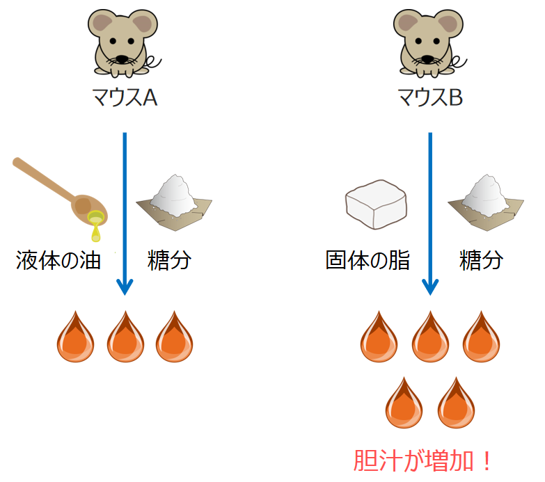 飽和脂肪酸と胆汁の量